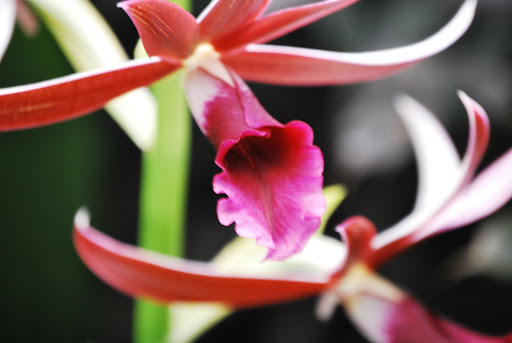 Another beautiful form.