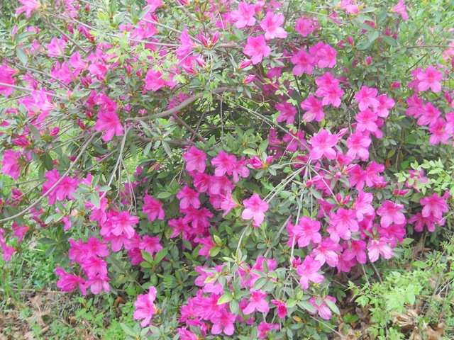 [flower06%255B2%255D.jpg]