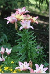 IMG_0374-1_thumb IMG_0374-1_thumb