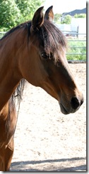horses2011-26