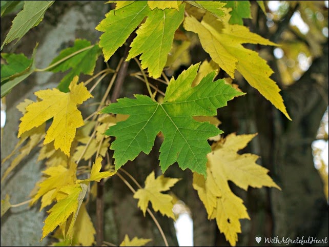 Green and Yellow Leaves