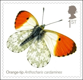 orange-tip_660