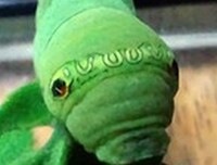 ss