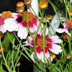 Coreopsis_sweetDream_2.jpg