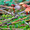 Hygrocybe conica?