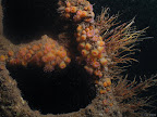 Aeolian Sky: jewel anemonies adorn this part of the wreck