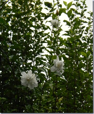 DSCN7534 DSCN7534