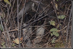 LL - giant anteater LL - giant anteater