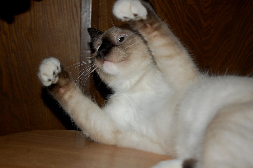 [catcomputer63.jpg]