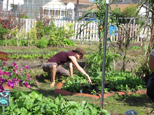 The garden features plots of many different vegetables, herbs, fruits, and flowers.