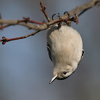 White-breasted Nuthatch