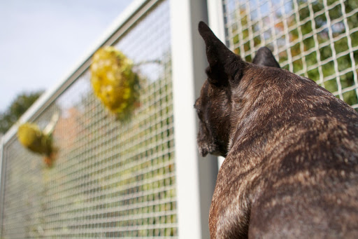 Sharkey, there are many, many sunflower seed heads hanging on the fence and I think I know why they're here. Sharkey, there are many, many sunflower seed heads hanging on the fence and I think I know why they're here.