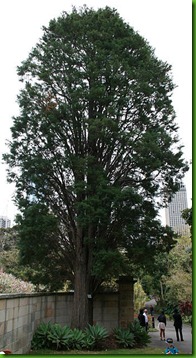Cupressus lusitanica2 Cupressus lusitanica2