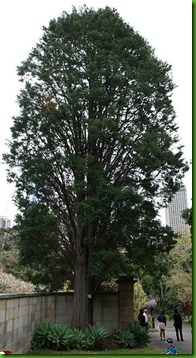 Cupressus lusitanica2