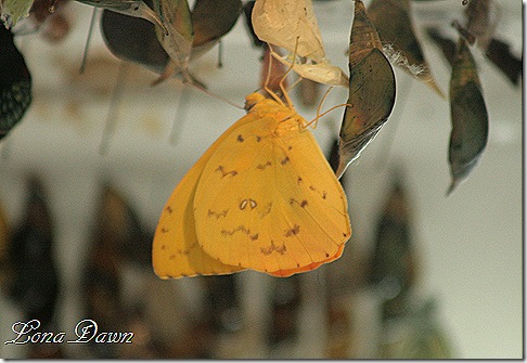 FPC_Butterfly_Yellow