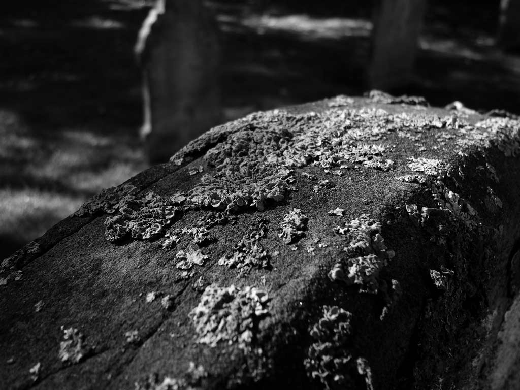 [Graveyard-Lichen%255B4%255D.jpg]