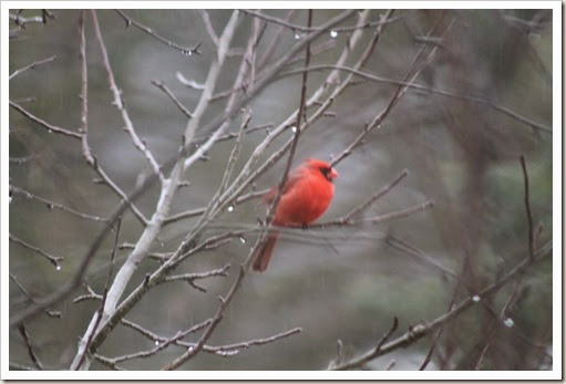 cardinal 006 cardinal 006