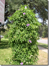 Passiflora Passiflora