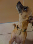 Fortunately Renee worked closely with shelter staff, and they called her when his 