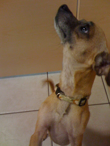 Fortunately Renee worked closely with shelter staff, and they called her when his 
