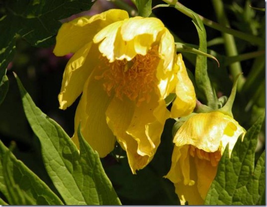 Paeonia-lutea-var-ludlowii-deux-fleurs-Medium- Paeonia-lutea-var-ludlowii-deux-fleurs-Medium-