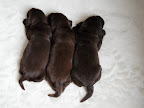 Drie op een rij, knappe pups
