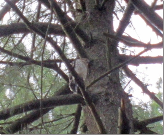 Harrier hawk in pine tree