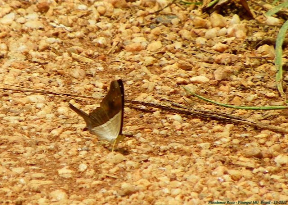 Lépidoptères de Pitangui au Minas Gerais - Marpesia chiron marius (CRAMER, 1779). Pitangui (MG, Brésil), 20 décembre 2012. Photo : Nicodemos Rosa