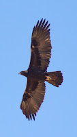 DSC04392.jpg
