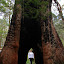 Valley of the Ancients - Valley of the Giants, Australia