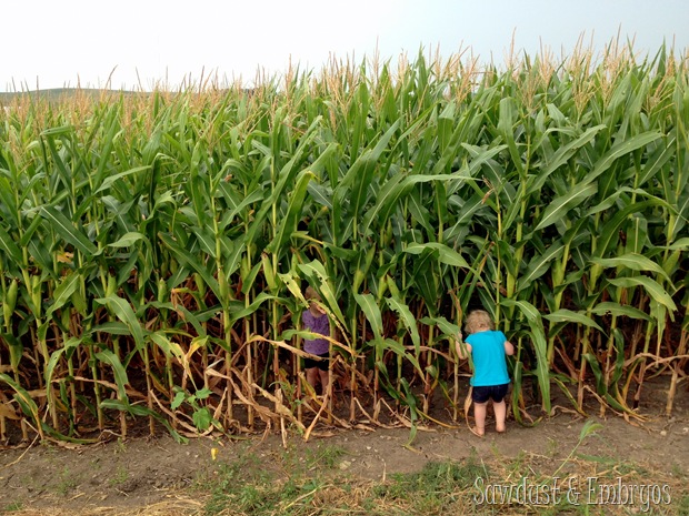 Introduction to an Iowa cornfield {Sawdust and Embryos}