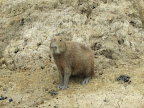Think of a giant guinea pig about the size of a labrador and you'll be getting close.