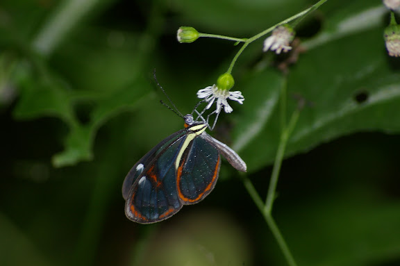 Ithomiinae : Ithomia agnosia HEWITSON, 1855. Caçandoca (Ubatuba, SP), 15 février 2011. Photo : J.-M. Gayman