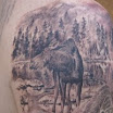 Moose Behind Bear