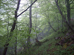 Bosque del valle de La Foix