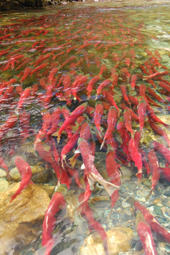 Scotch Creek salmon spawning ground in September 2010. Matt Casselman