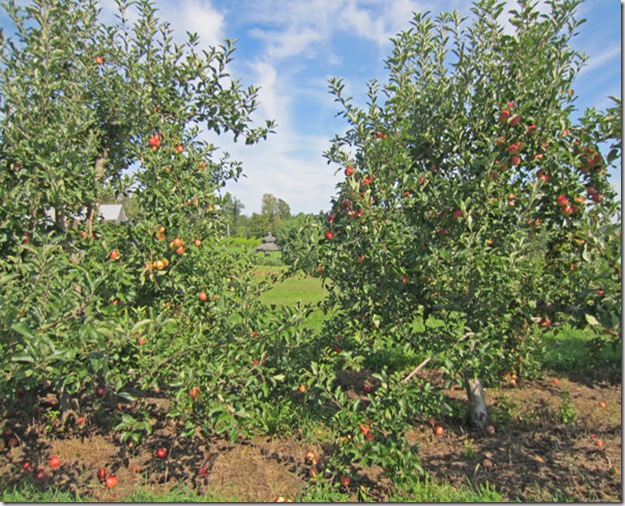 Apple orchard