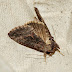 Noc%252520ctenoplusia%252520albostriata