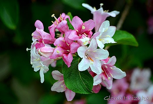 Glória Ishizaka - flor 3
