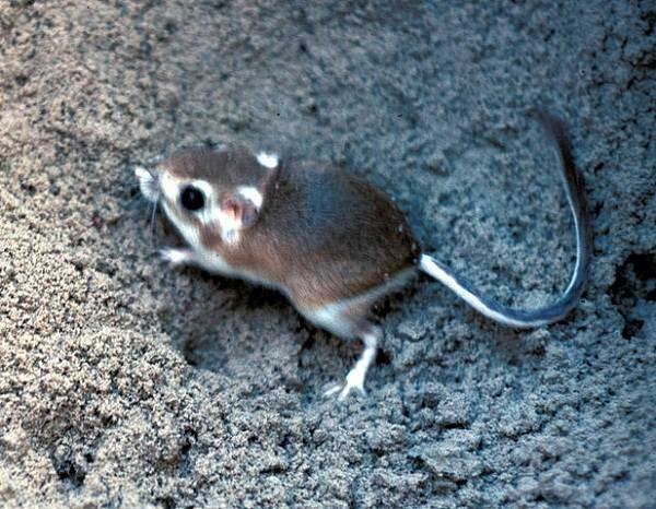 8- Rato-canguru 8- Rato-canguru