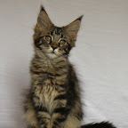 Bearcloud Serial Thrilla @ 14 weeks trille.jpg