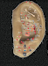 Terapeuta Holistica