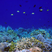 Siladen House Reef Pulau Siladen.jpg