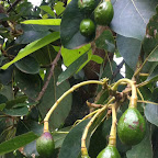 Avocados © Foto: Doreen Schütze | Outback Africa