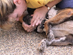 It is estimated that 92% of dogs and cats will experience an emergency during their lifetime. It is estimated that 92% of dogs and cats will experience an emergency during their lifetime.