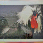 Digital StillCamera Digital StillCamera