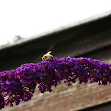 IMGP6757.jpg