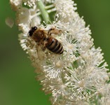 DSC_1735.JPG