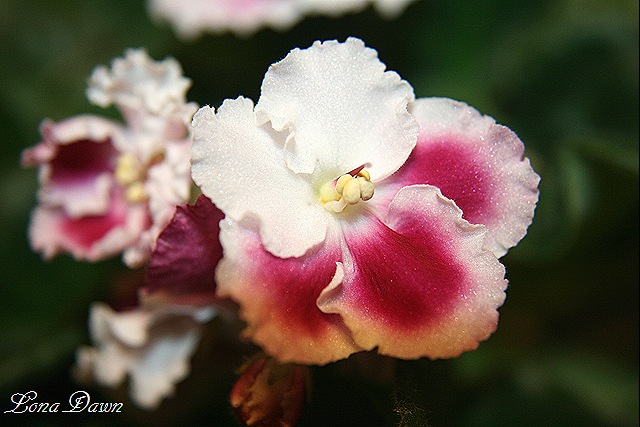 [African_Violet4%255B9%255D.jpg]