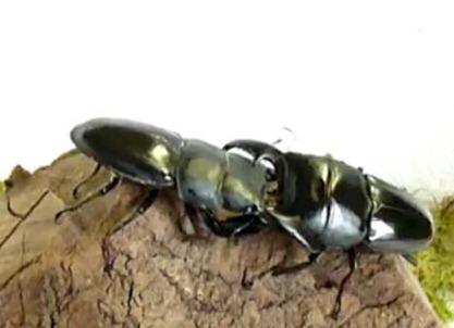 Lotta tra coleotteri Lotta tra coleotteri